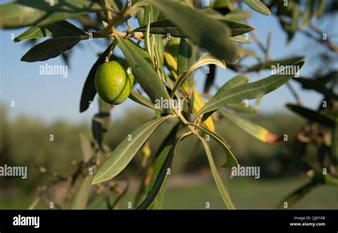 Olive Tree Branch Dof Stock Photo Alamy