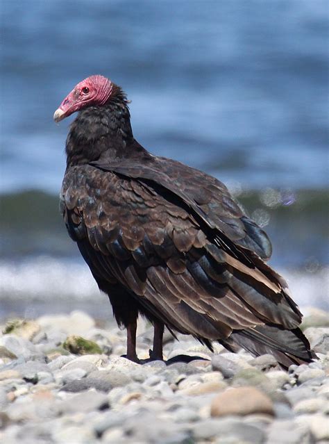 The Gross Truth About Turkey Vultures All American Birds