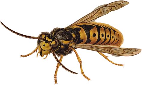 Employing exclusion practices is important for many pest problems, but exclusion does not have a major, direct benefit for flea control. Services | Mokihana Pest Control Inc.