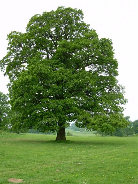 English Oak Quercus Robur Great Plains Nursery