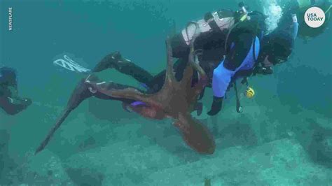 Giant Octopus Attacks Diver In Sea Of Japan