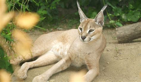 Caracal Big Cat Facts Information And Pictures