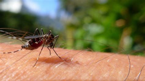 Scientists Eliminate A Population Of Mosquitoes Using Crispr
