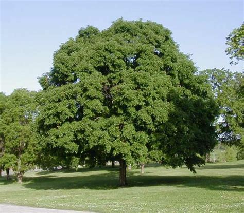 8 Shade Trees To Help Cool Off In Summer Turf Magazine