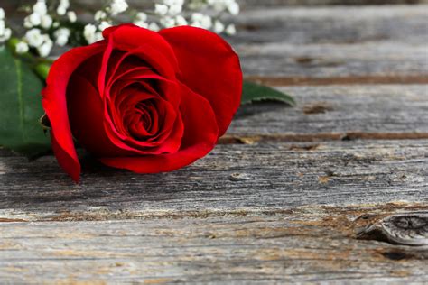 Single Red Rose Meaning Symbolism And Fun Facts Flower Delivery