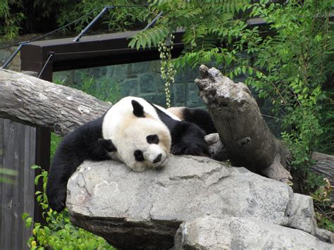 National Zoo 2010 Giant Panda Resting In Fujifilm Giant Panda Habitat