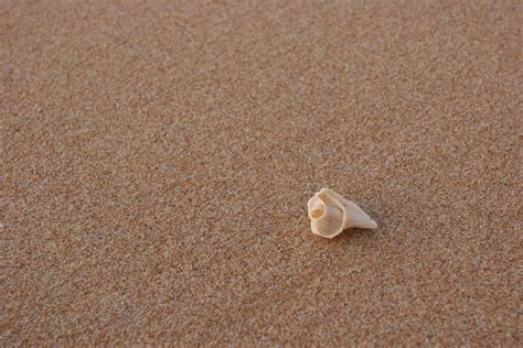 Free Images Beach Sea Sand Wood Floor Summer Material Invertebrate Seashell Conch