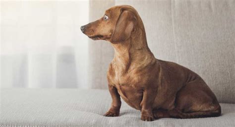 Do Dachshunds Shed Will This Pup Make A Mess