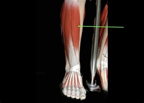 Muscles Lab Exam 2 Leg And Hallux Flashcards Quizlet