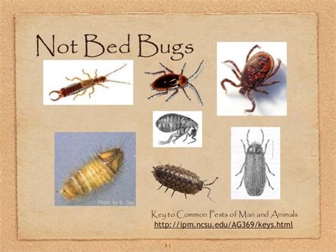Top 20 Of Bugs In Mattress Not Bed Bugs Freesitehits