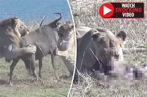 Lions Kill Wildebeest Before Eating Unborn Calf In Nature Video Daily