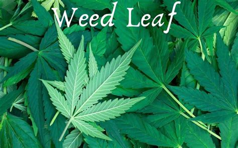 11 Plants That Look Like Weed But Are Entirely Legal With Pictures