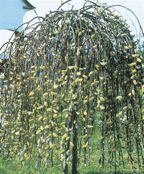 Weeping Pussy Willow Tree Full Sun Shrubs At