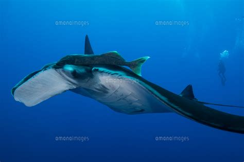 Giant Manta Manta Birostris With Large Remora Attached On Top Of Its