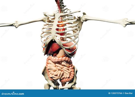 3d Rappresentazione Dello Scheletro Umano Di Muscoli E Organi Interni