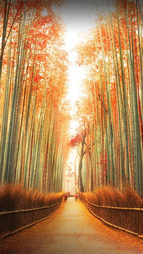 Arashiyama Bamboo Forest In Autumn Kyoto Japan Windows Spotlight Images