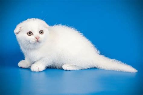 White Scottish Fold Pictures Facts Origin And History Hepper