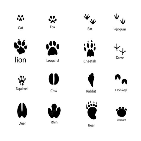 Premium Vector Set Of Different Animals Footprint Vector Silhouette