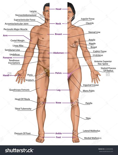 Drag the given words to the correct blanks to complete the labeling! Labuld Daigram Of Women Body / Female Anterior Leg Muscles Labeled On White Stock Photo Download ...