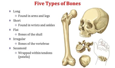 When And How Were The Bones In The Human Skeleton Assigned Their Names