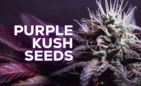 Purple Kush Seeds Detailed Strain Information And Best Deals In 2023