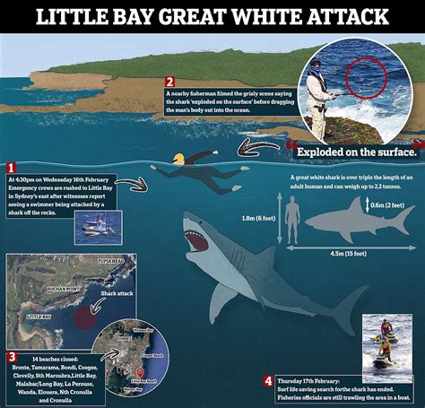 Sydney Shark Attack Chilling Reason Behind Horror At Little Bay