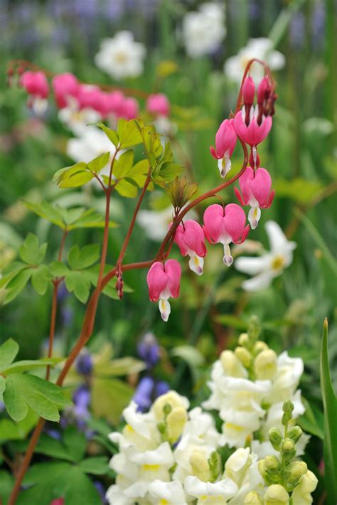 Shade loving plants including cottage garden perennials for semi shade are useful in most gardens, we look at the some of the best. Shade Tolerant Flowers: Flowers To Grow In Shade