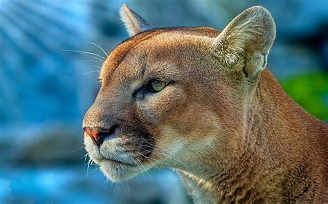 Puma Animales Salvaje 4k Depredador Hd 5k Fondo De Pantalla Hd