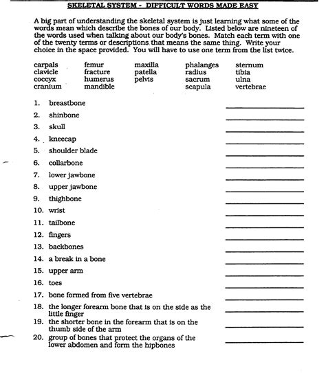 Anatomical Terminology Worksheet | Human anatomy and physiology