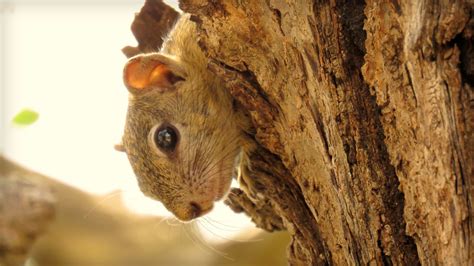 A Few Words From Mopane Grove Snakes And Squirrels And An Unlikely Hero
