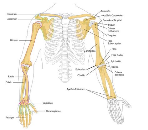 Huesos Del Miembro Superior Arm Bones Anatomy Bones Anatomy