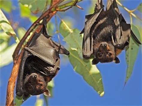 Flying Foxes Kempsey Shire Council Working With The Macleay Valley
