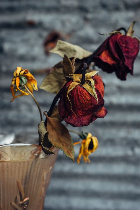 Dead Roses And Black Eyed Susan In A Vase By Stocksy Contributor