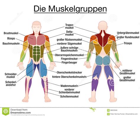 Anatomy posters and anatomy charts. Muskel-Diagramm-deutscher Text-männlicher Körper Vektor ...