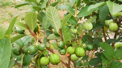 How To Pruning Of Guava Tree When To Prune Guava Trees Jahid Agro