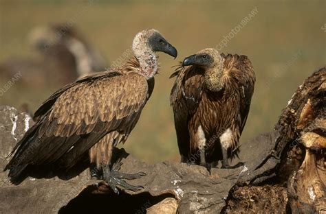 Vultures On Carcass Stock Image Z8320348 Science Photo Library