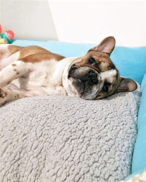 Top 10 Best Dog Beds For French Bulldogs Cool Dog Beds French