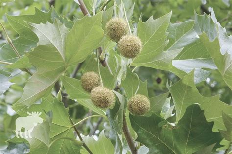 How To Identify A Sycamore Tree — Forest Wildlife