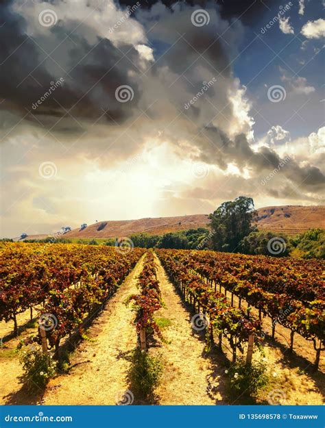 Vineyard Landscape At Napa Valley Stock Photo Image Of Tuscany