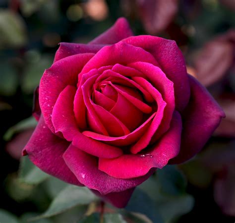 Dark Desire Melvilles Roses
