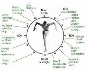 Knowing The Human Body 39 S Biological Clock No Yes Bentrok