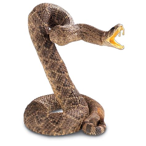 2 Coiled Snake 1397 Taxidermy At Sportsmans Guide