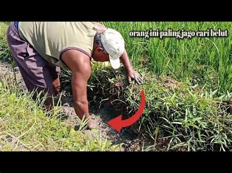 Menangkap Ikan Dan Belut Sudah Jadi Hobi Mang Mimin YouTube