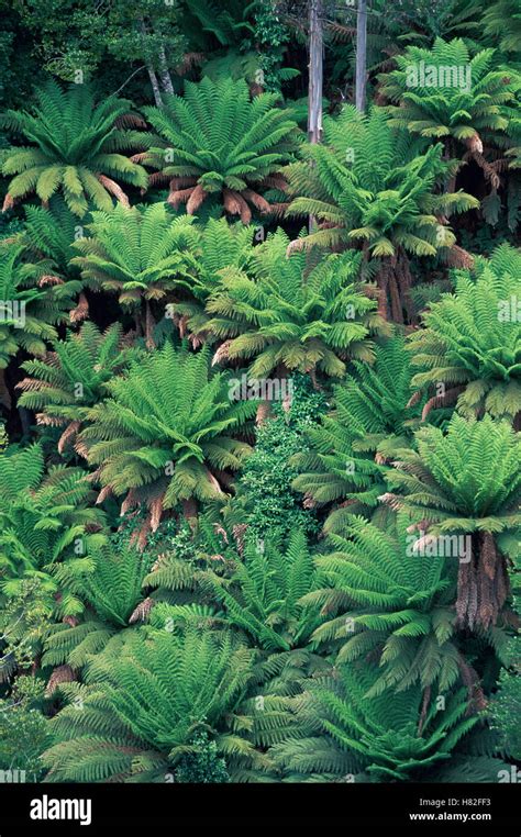 tree fern dicksonia antarctica looking down onto ferns tahune forest reserve tasmania