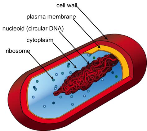 Chapter The Cell — The Biology Primer