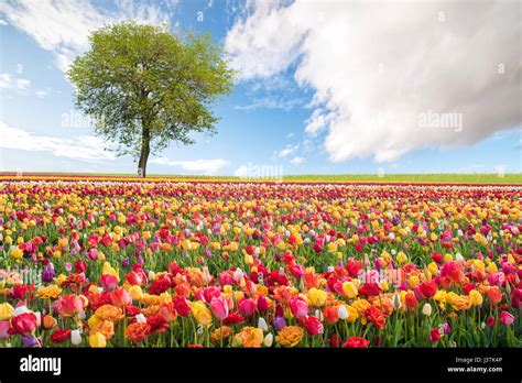 Spring Landscape With Colorful Flowers Stock Photo Alamy