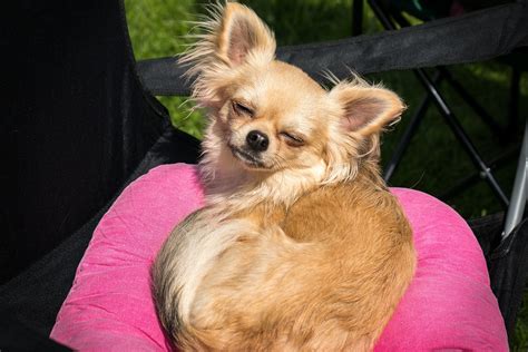 Chihuahua Dog Chiwawa · Free Photo On Pixabay