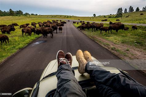 Wind Cave Bison Herd High Res Stock Photo Getty Images