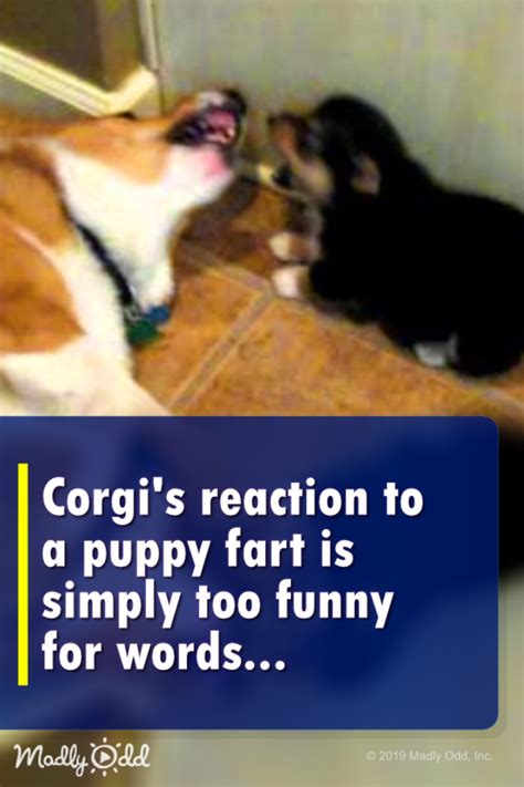 Corgis Reaction To A Puppy Fart Is Simply Too Funny For Words ⋆ Madly Odd