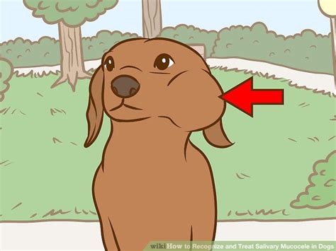 How To Recognize And Treat Salivary Mucocele In Dogs Wiki Canine